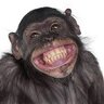 Monkey Model