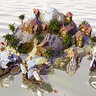 Igbo Island - Rustic Spawn